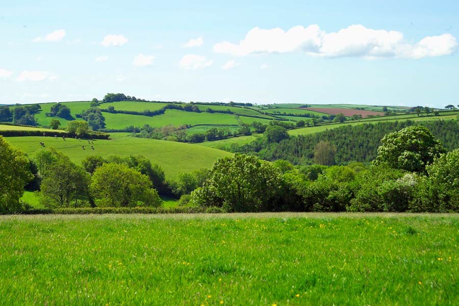 South Devon - Meadow View