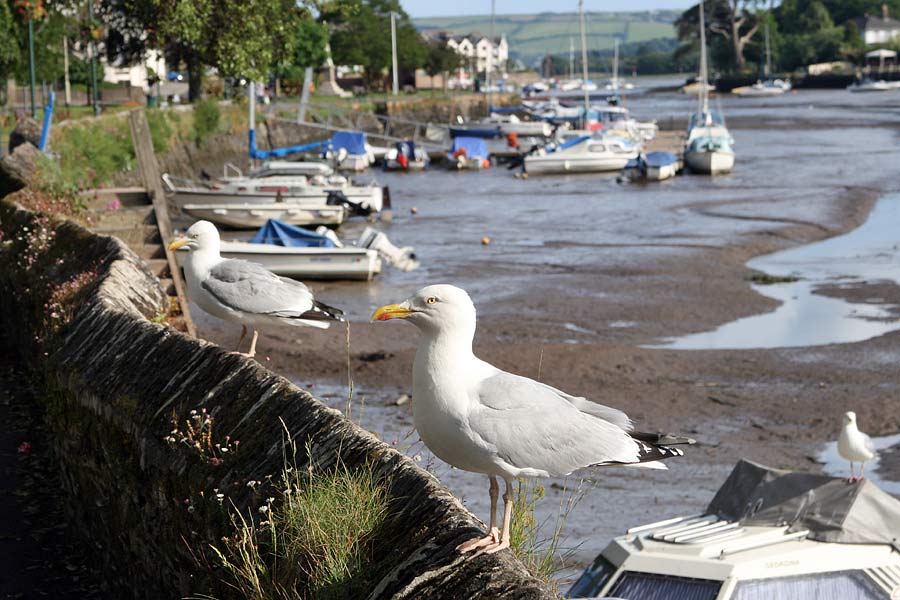 Kingsbridge - the South Hams 'capital'